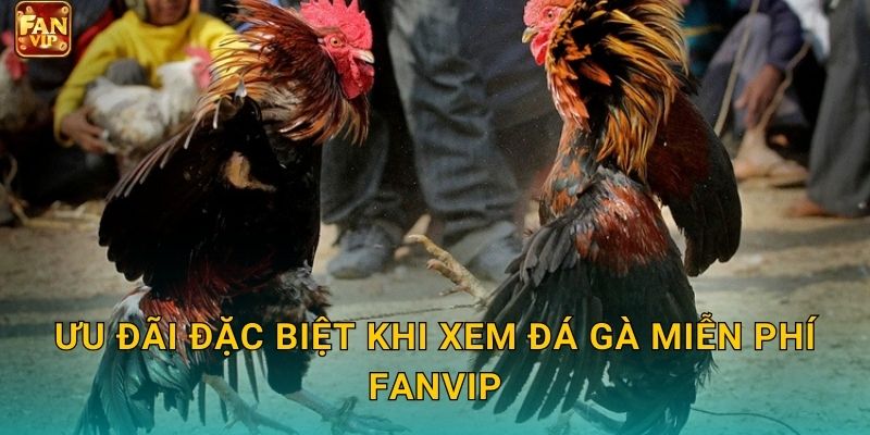 Ưu đãi đặc biệt khi xem đá gà miễn phí Fanvip