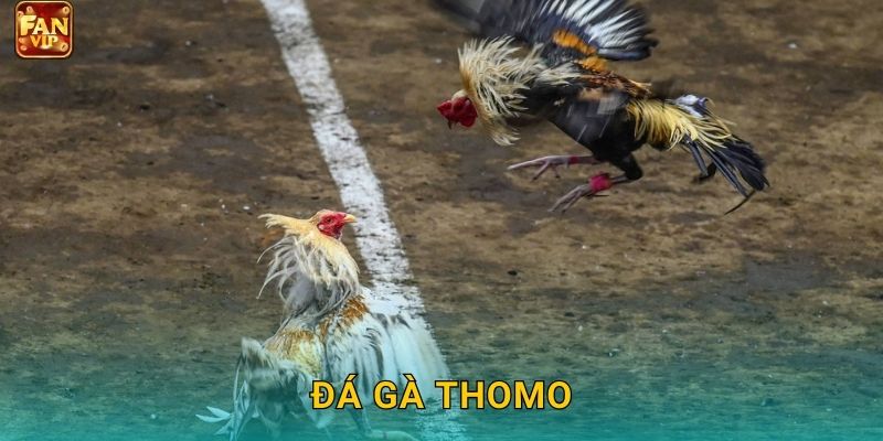 Đá Gà Thomo Fanvip – Đấu Trường Huyền Thoại