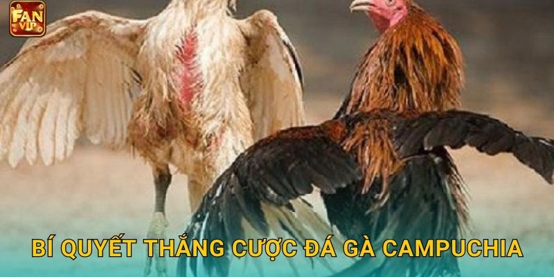 Bí quyết thắng cược đá gà Campuchia