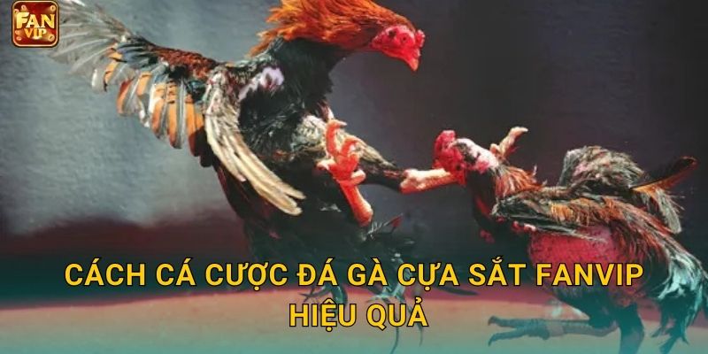 Cách cá cược đá gà cựa sắt Fanvip hiệu quả