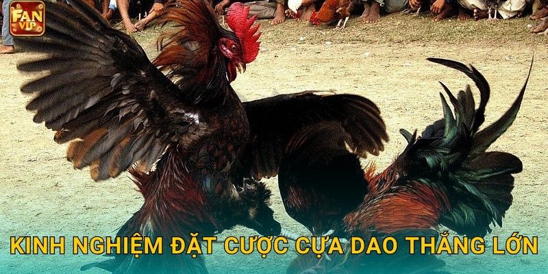 Kinh nghiệm đặt cược cựa dao thắng lớn