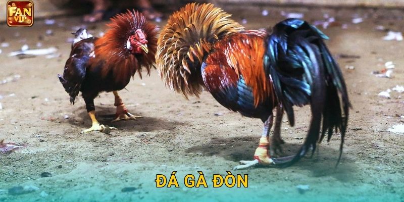 Đá Gà Đòn Fanvip – Nghệ Thuật Chiến Đấu