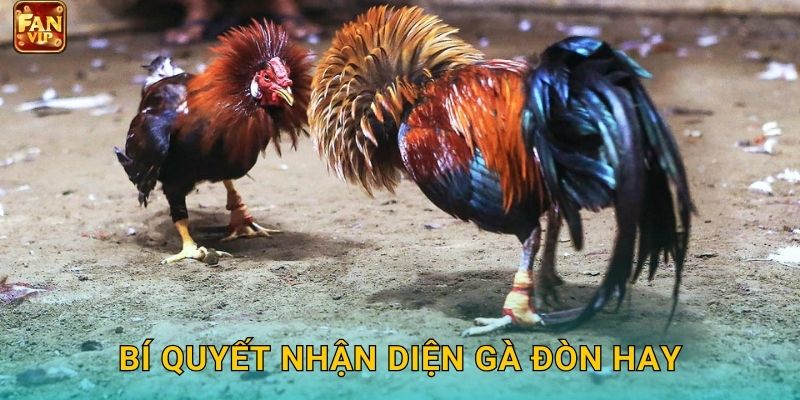 Bí quyết nhận diện gà đòn hay