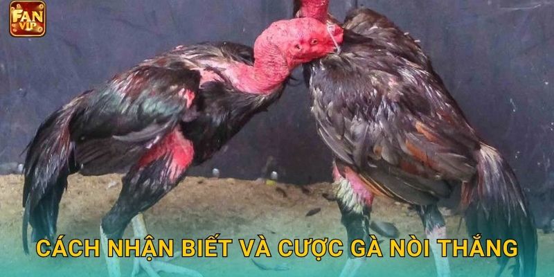 Cách nhận biết và cược gà nòi thắng