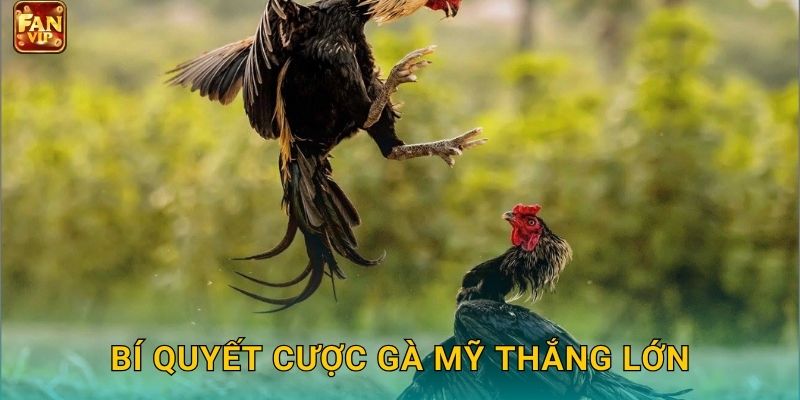 Bí quyết cược gà Mỹ thắng lớn