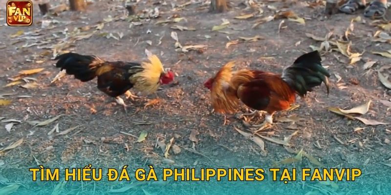 Tìm hiểu đá gà Philippines tại Fanvip