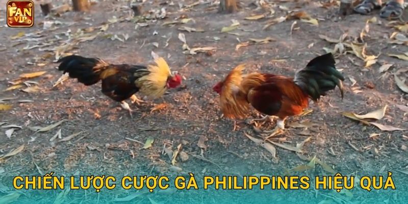 Chiến lược cược gà Philippines hiệu quả