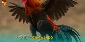 Đá Gà Indo Fanvip – Phong Cách Indonesia