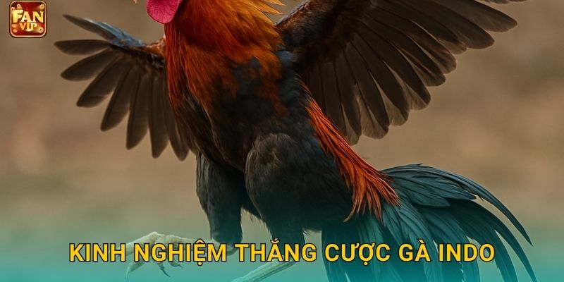 Đá Gà Indo Fanvip - Phong Cách Indonesia 3 Kinh nghiệm thắng cược gà Indo