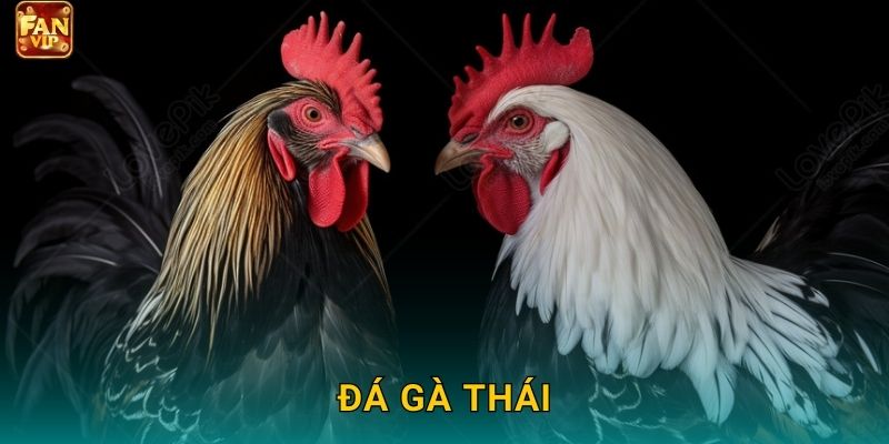 Đá Gà Thái Fanvip – Sức Mạnh Xứ Chùa Vàng
