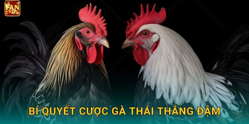 Bí quyết cược gà Thái thắng đậm