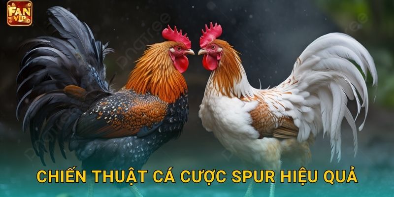 Đá Gà Spur Fanvip - Cựa Nhọn Quyết Định 3 Chiến thuật cá cược spur hiệu quả