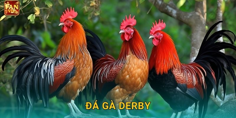 Đá Gà Derby Fanvip – Giải Đấu Danh Giá Nhất