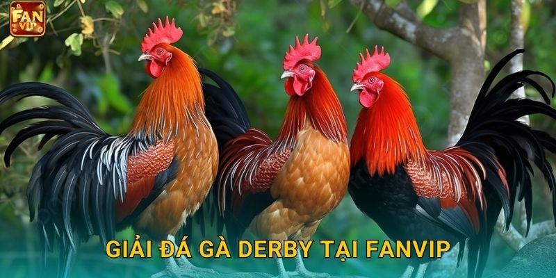 Giải đá gà derby tại Fanvip