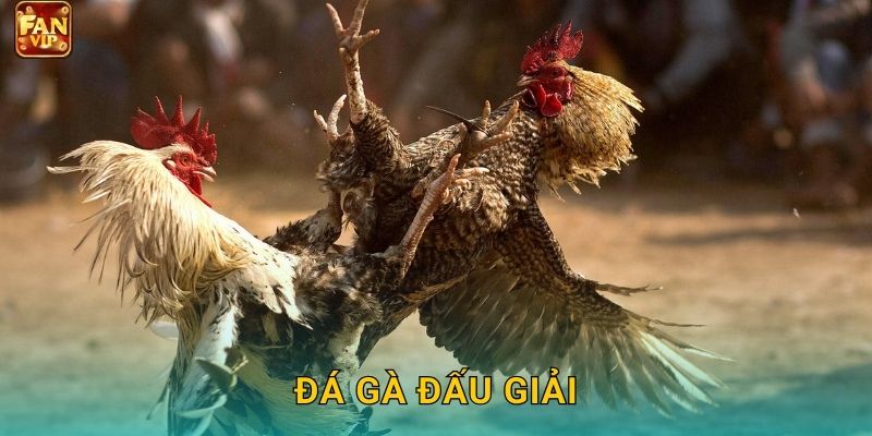 Đá Gà Đấu Giải Fanvip – Tranh Tài Kịch Tính