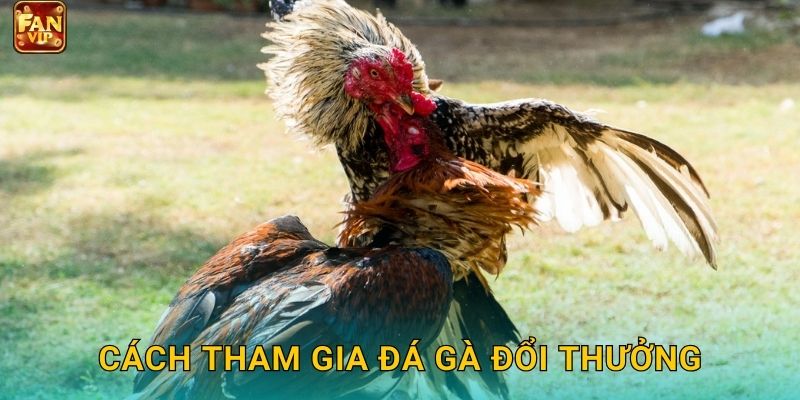 Cách tham gia đá gà đổi thưởng